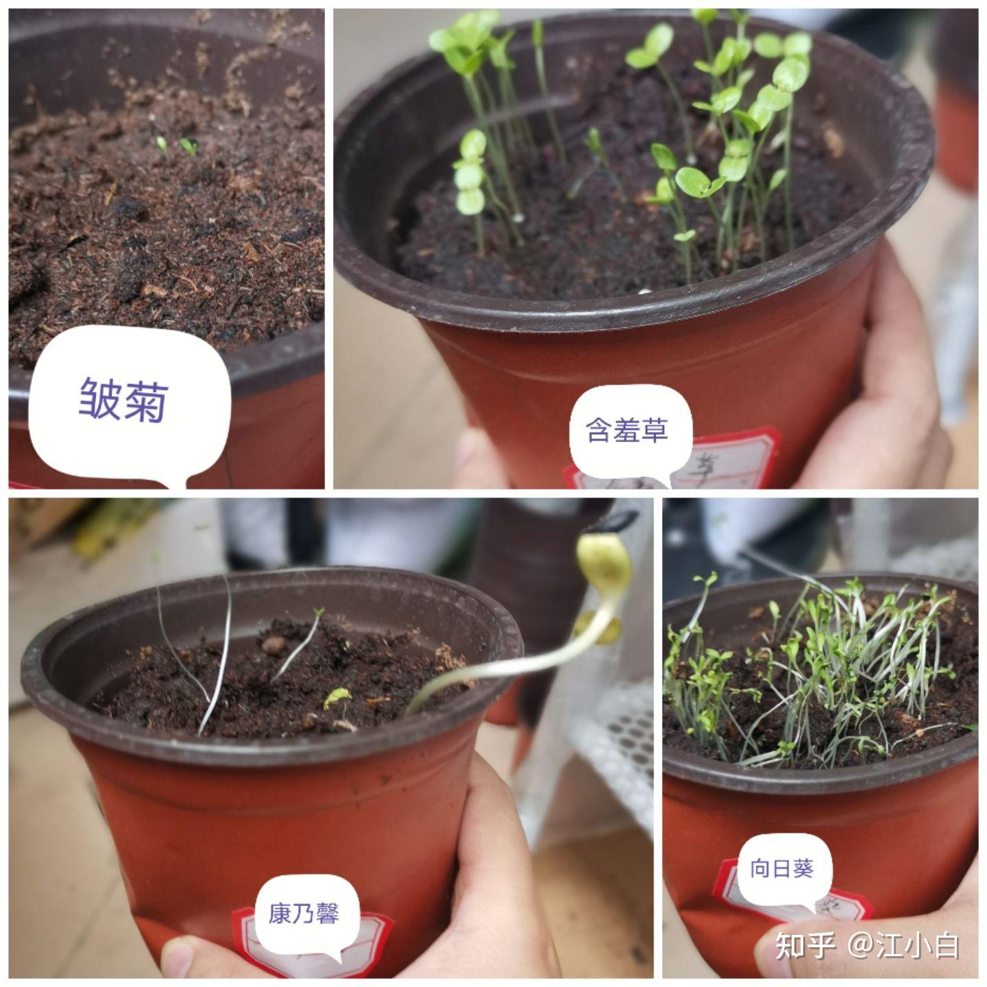 26不知什么原苗苗都陆续的死掉了,还剩含羞草长的比较旺盛凤仙花和