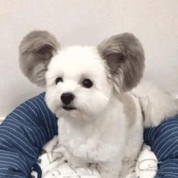 马尔济斯和蝴蝶犬 生出来了一只米老鼠 知乎