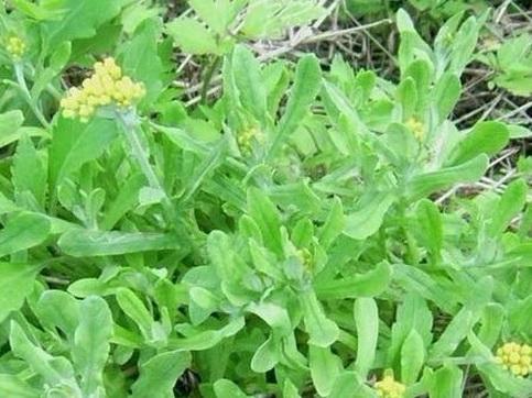 生长在田野上的水牛花竟是祛痰,止咳,祛风湿的良药!