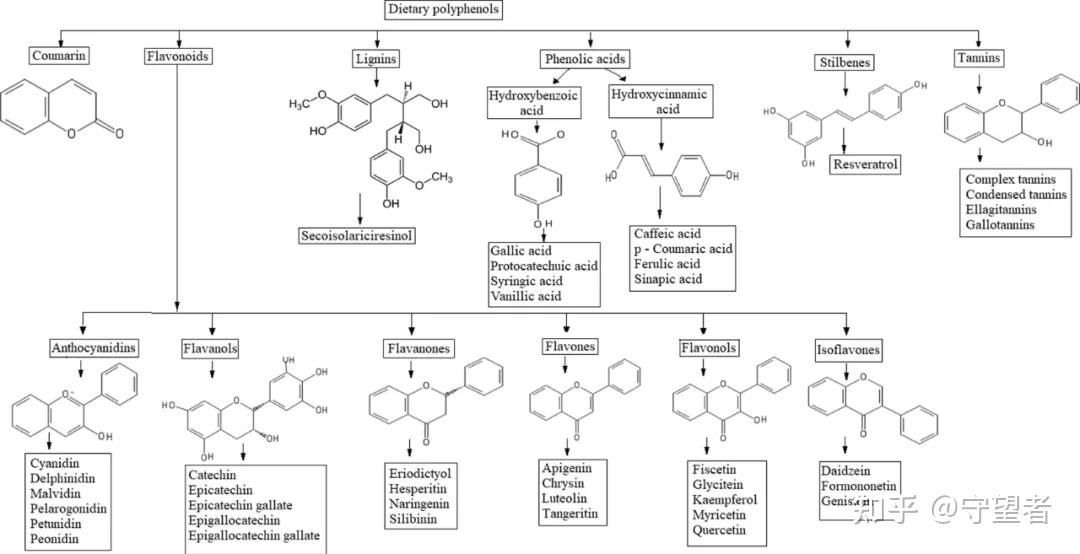 FOOD RES INT综述:膳食多酚在肠道微生物及其代谢物和促进健康中的作用 - 知乎
