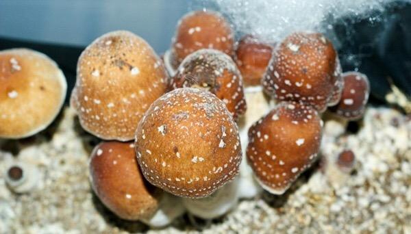 常见的致幻蘑菇(裸盖菇)