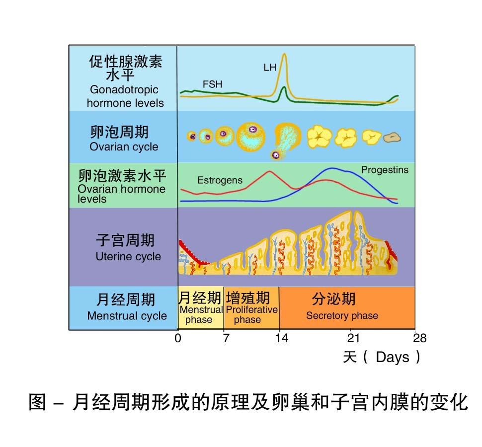 月经期子宫变化图图片