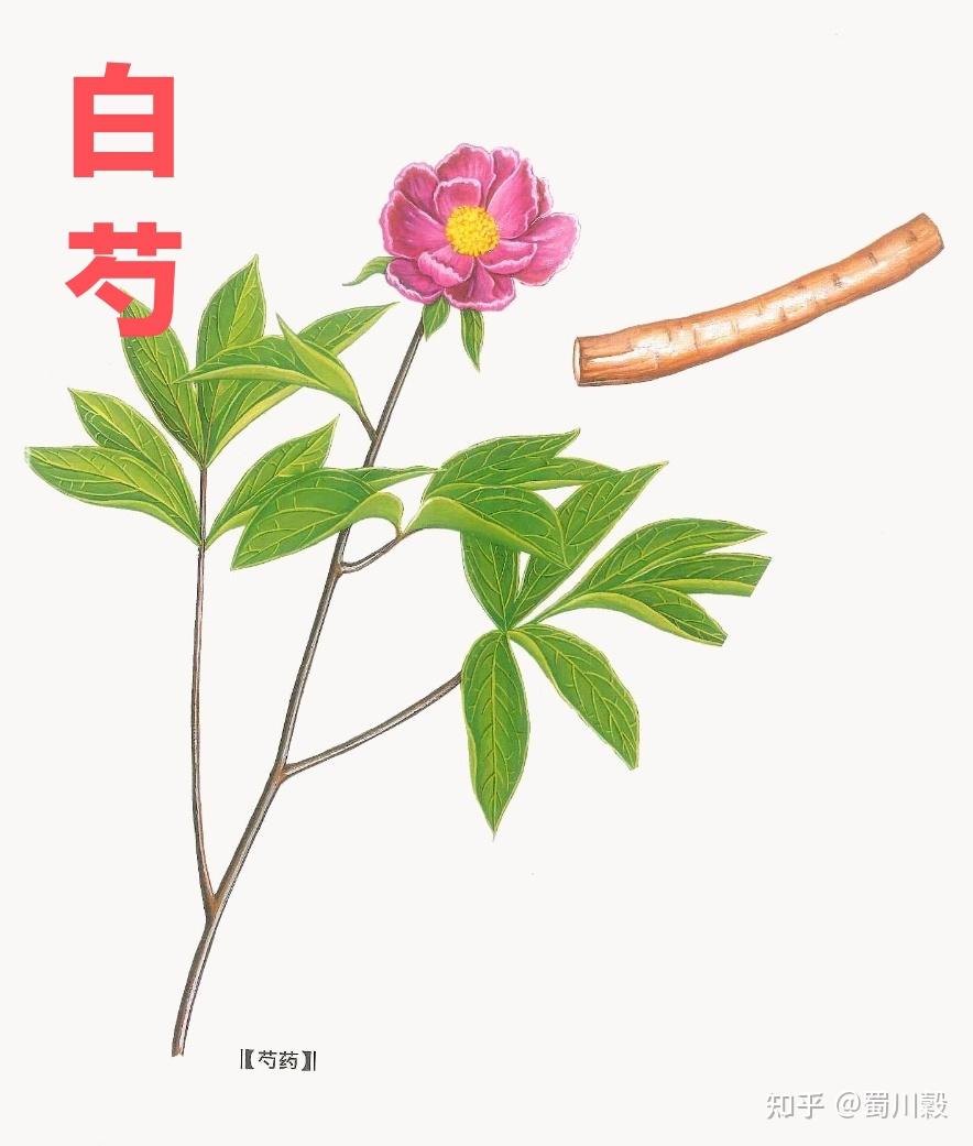 子半陽生,陽生木動.經脈滯塞,運動不通.陽氣鬱阻,故疏洩而夢中遺精也.