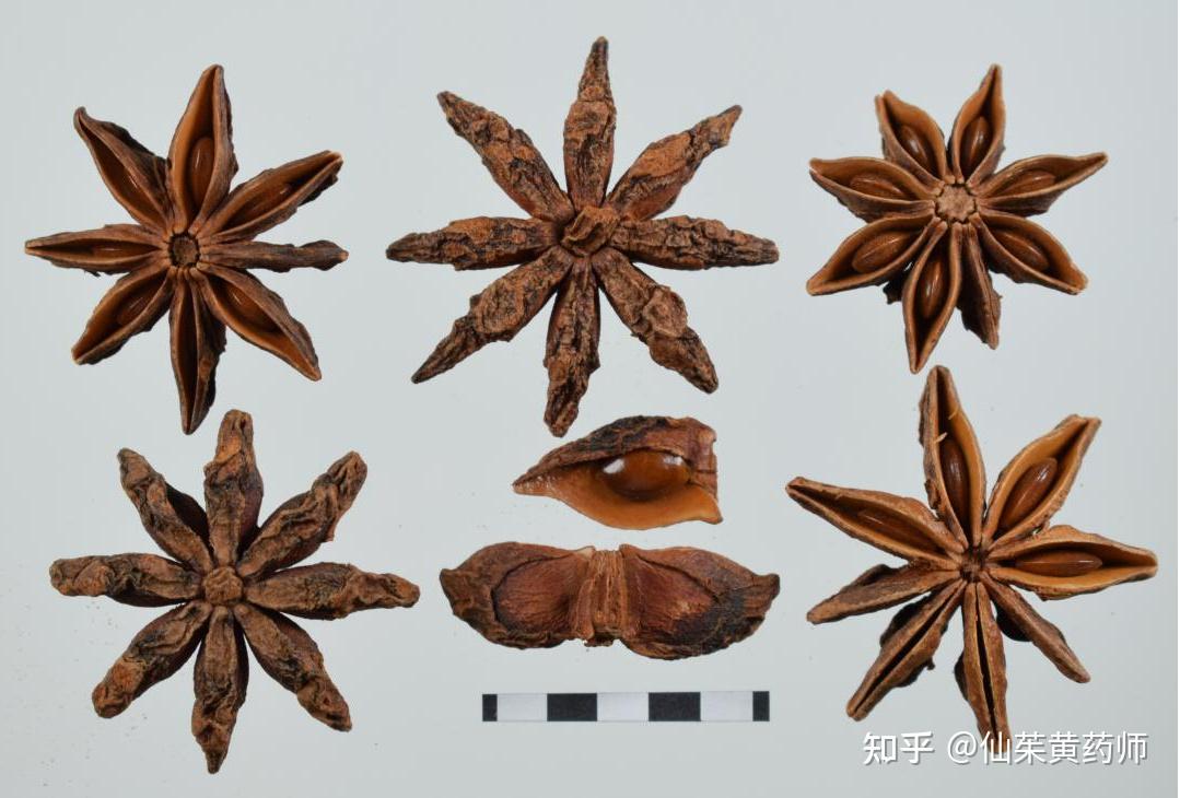 八角茴香粉末显微彩色图谱