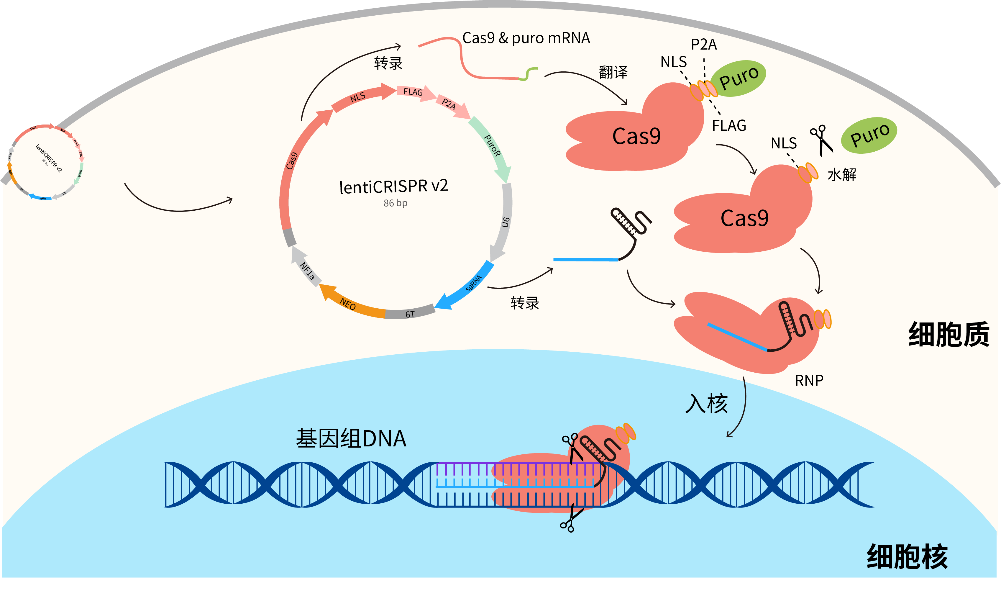 ko细胞株构建方法大比拼