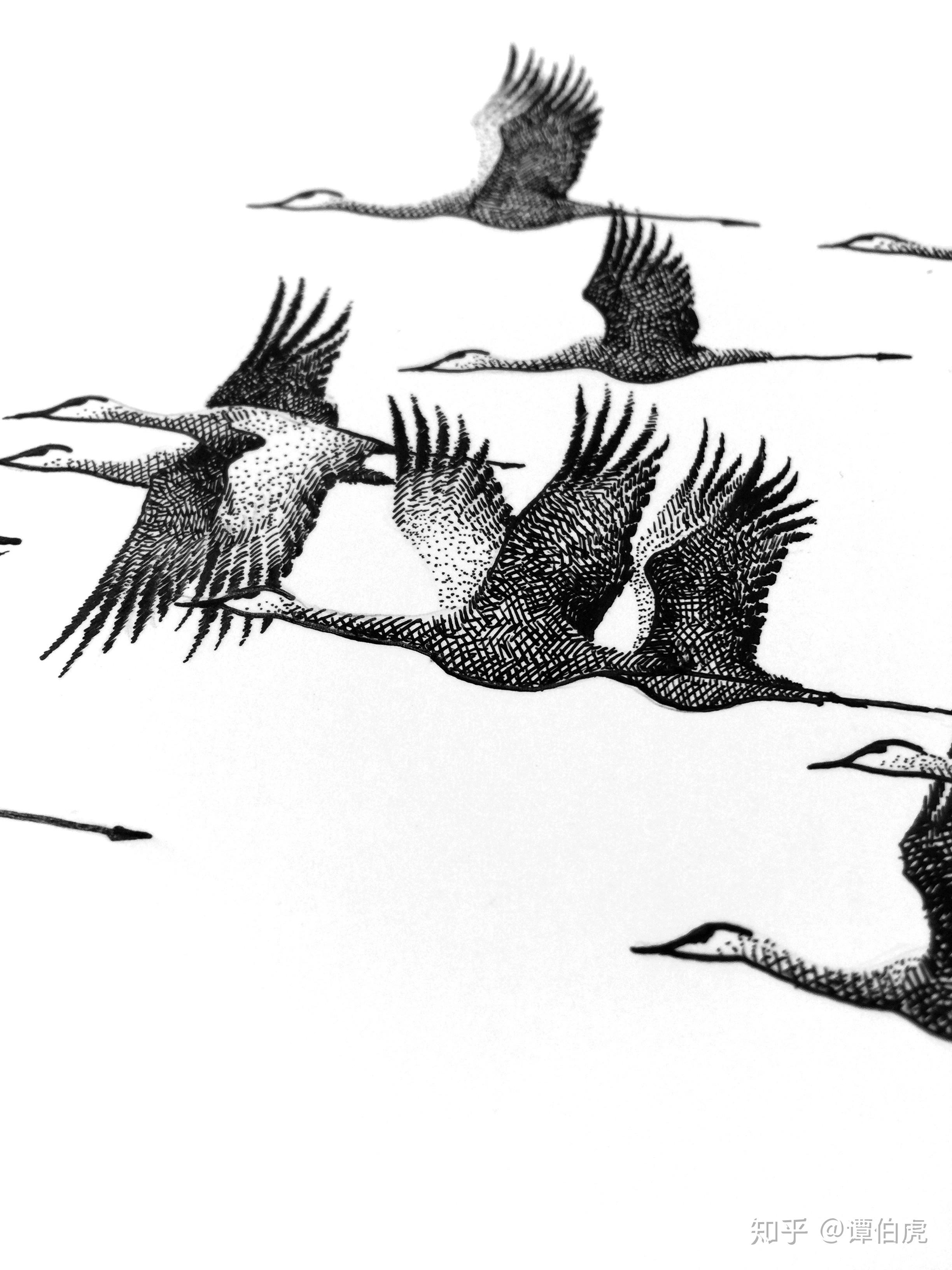 谭伯虎钢笔画作品《鸿雁》