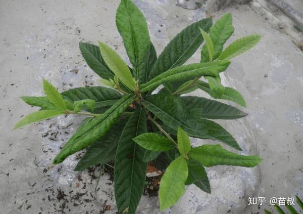 自己家里用盆栽种枇杷苗有什么禁忌 枇杷苗怎么种出来的 Urpimp网