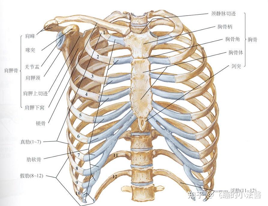 何為肋骨骨折畸形癒合