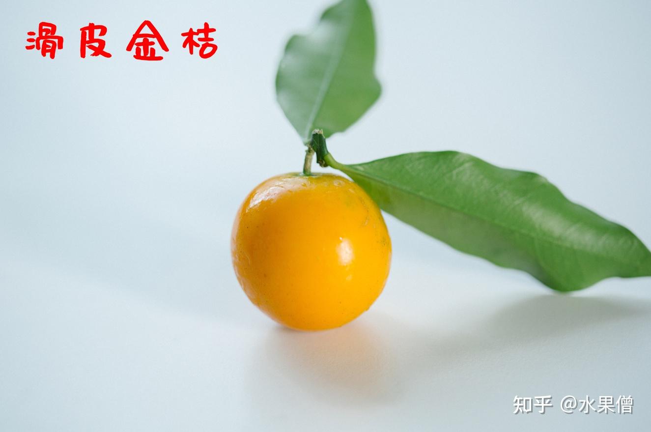 油皮金桔，滑皮金桔，脆蜜金桔的区别 | 融安金桔 - 知乎