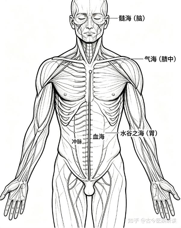 人体四大“海”:髓海、血海、气海、水谷之海,决定你生老病死! - 知乎