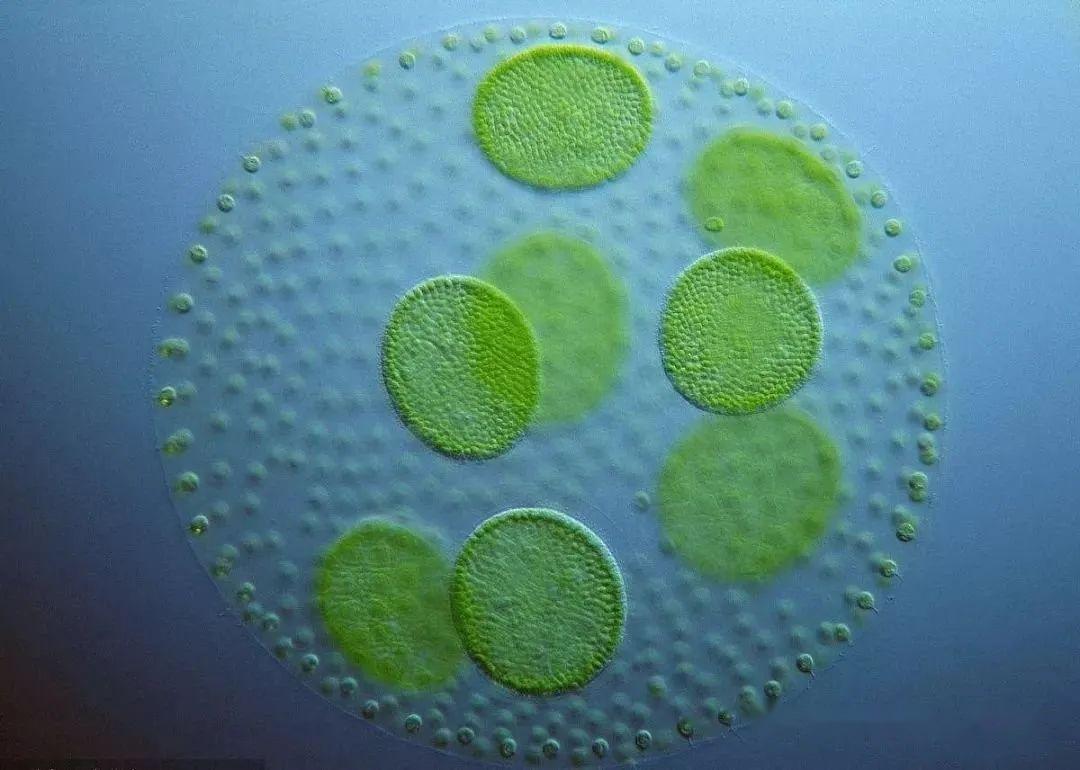 原生生物界全系列46绿藻纲团藻目