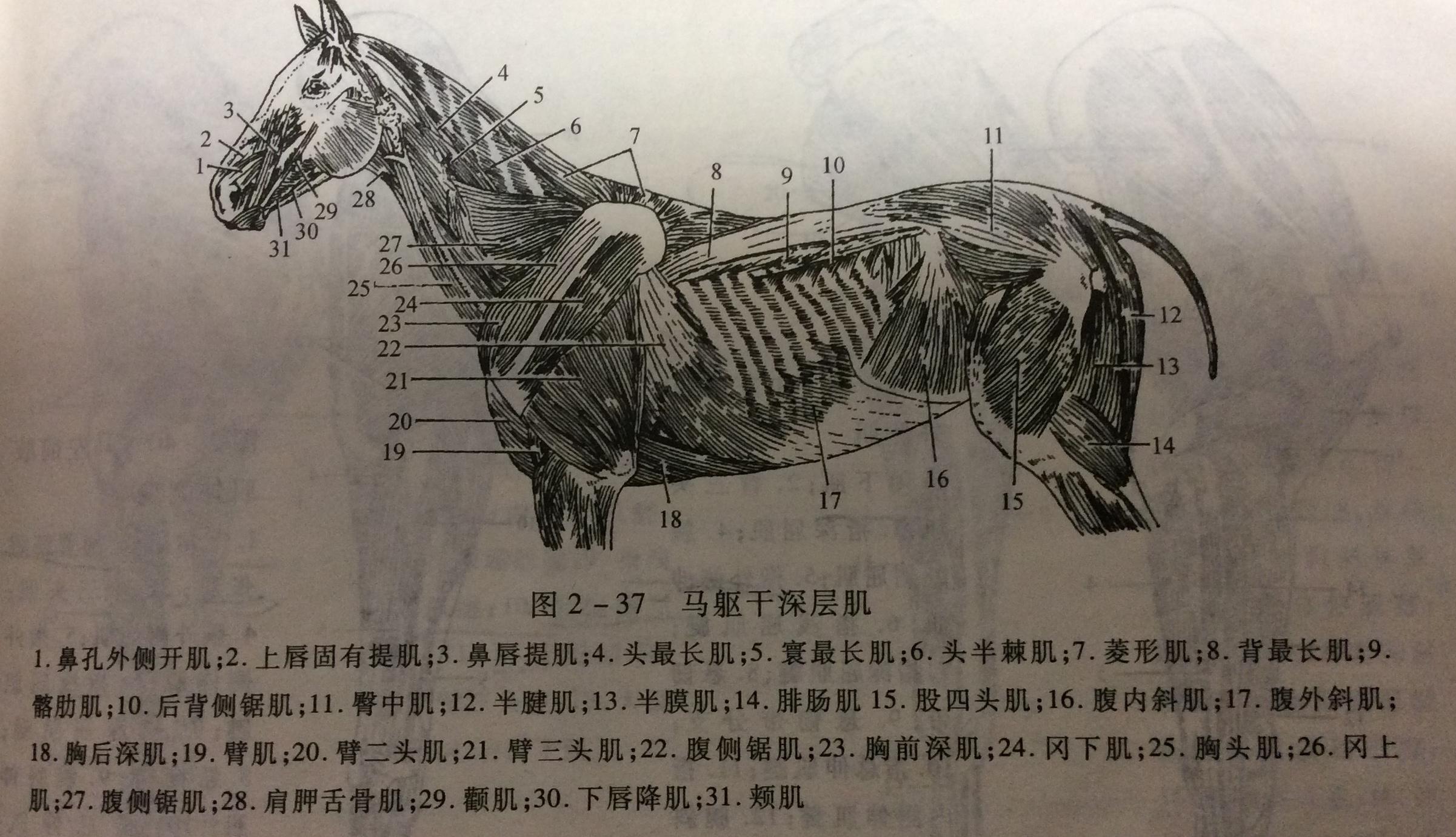 学习马蹄解剖用这个app就够了