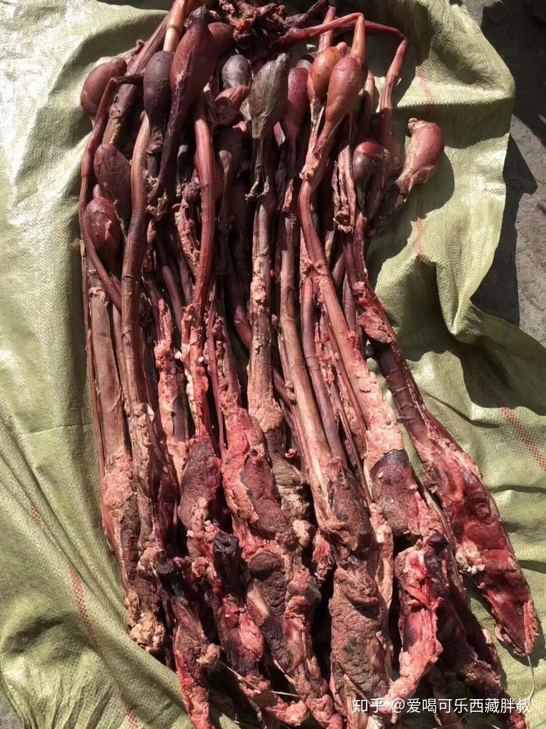 西藏牦牛鞭 - 知乎