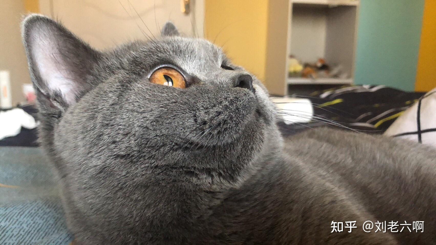 能看看你家猫咪的自拍照吗? - 知乎