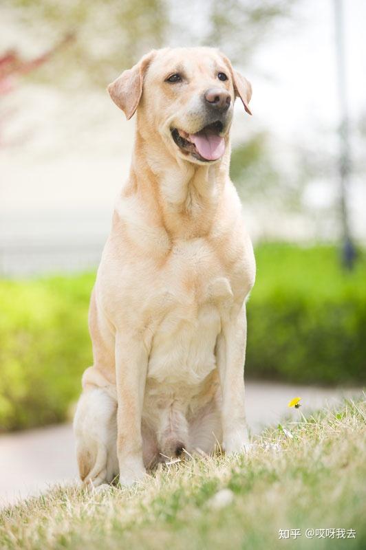 外号:拉布拉多猪性格特点:温顺聪明,精力旺盛饲养注意:拉布拉多的食量