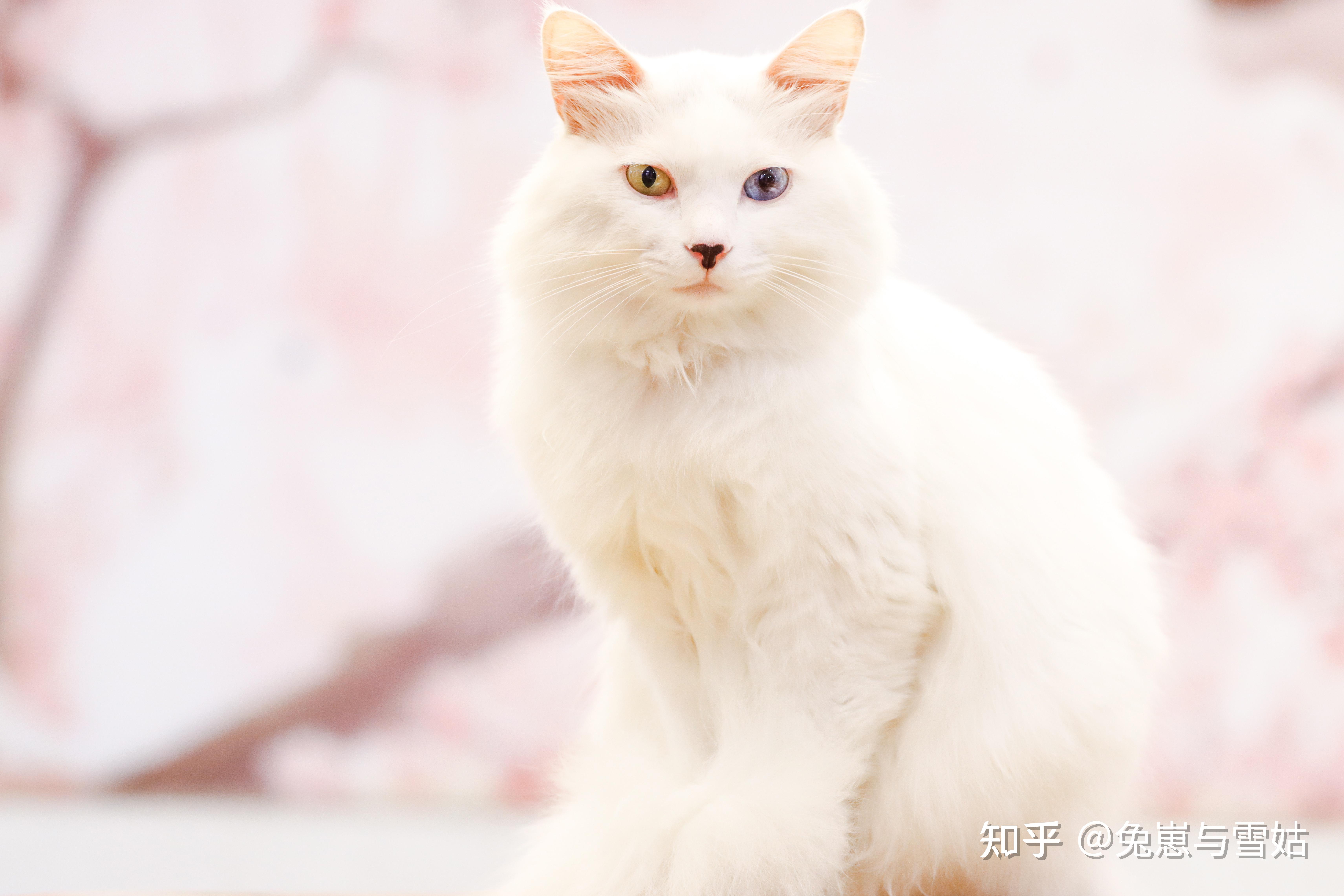 猫奴必看,全世界的猫都给你找全了,附精美猫片!(3) - 知乎