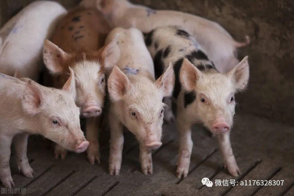 小猪从出生到出栏,完整的操作流程,养猪新手务必要掌握! - 知乎