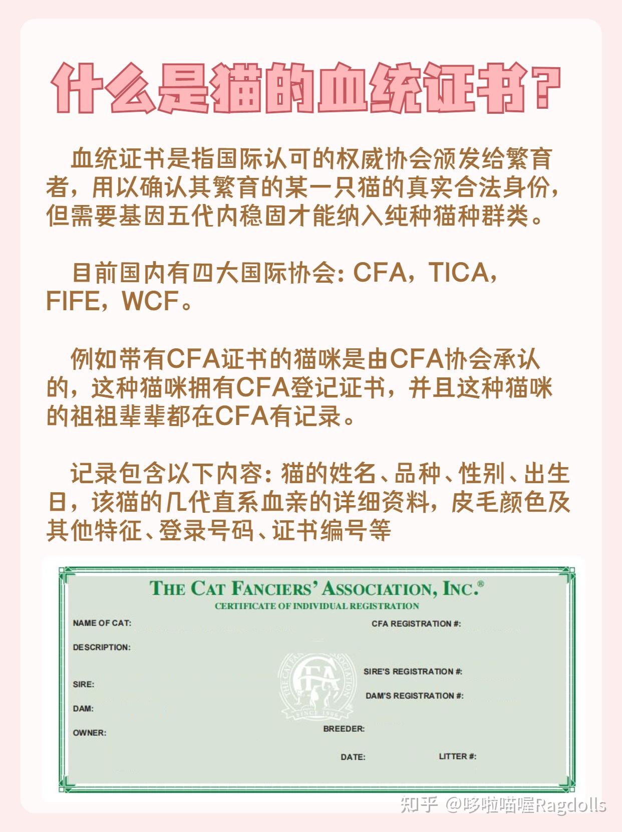 布偶猫血统证书小知识科普干货