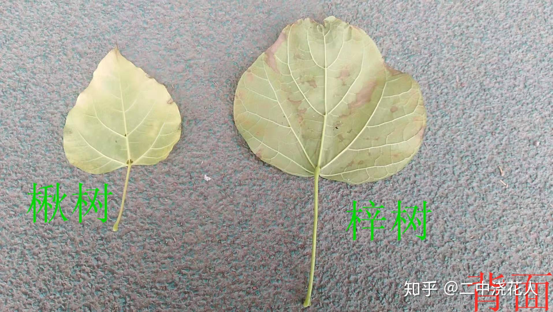 楸树与梓树的区别