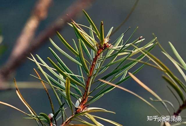 植物界国宝 中国十大珍稀植物 - 知乎