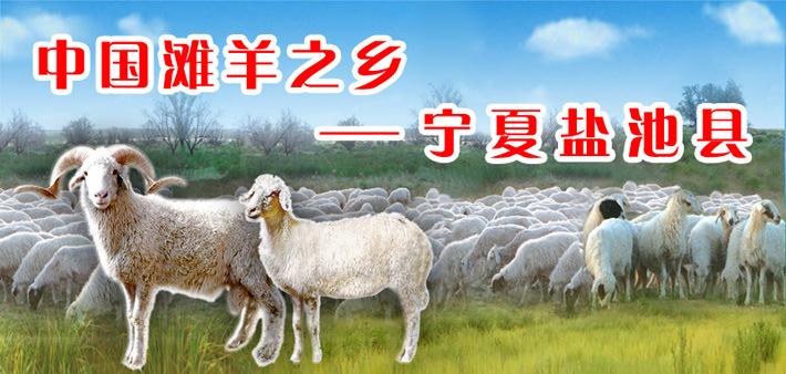 走进多彩盐池,品味滩羊美食! - 知乎