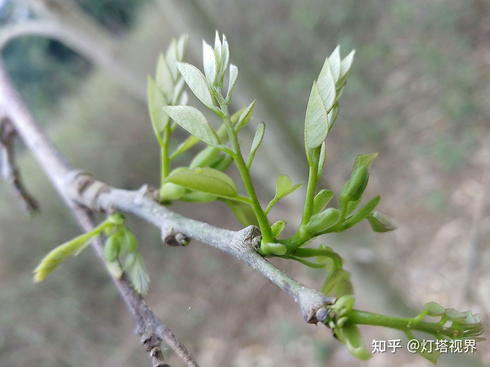 黄花梨树开花引来一只黑蜂