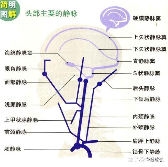 3D解剖丨头颈部、颅脑,满是干货速收藏 - 知乎