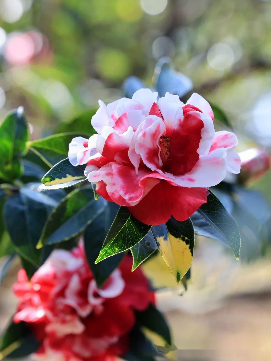 洱海公园茶花盛开风景无限好附美图