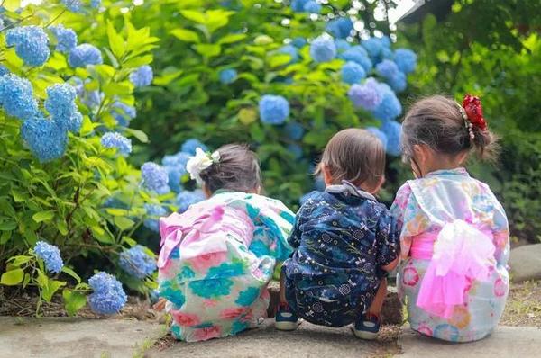 初夏限定 错过4月的樱花 雨季的紫阳花来了 知乎