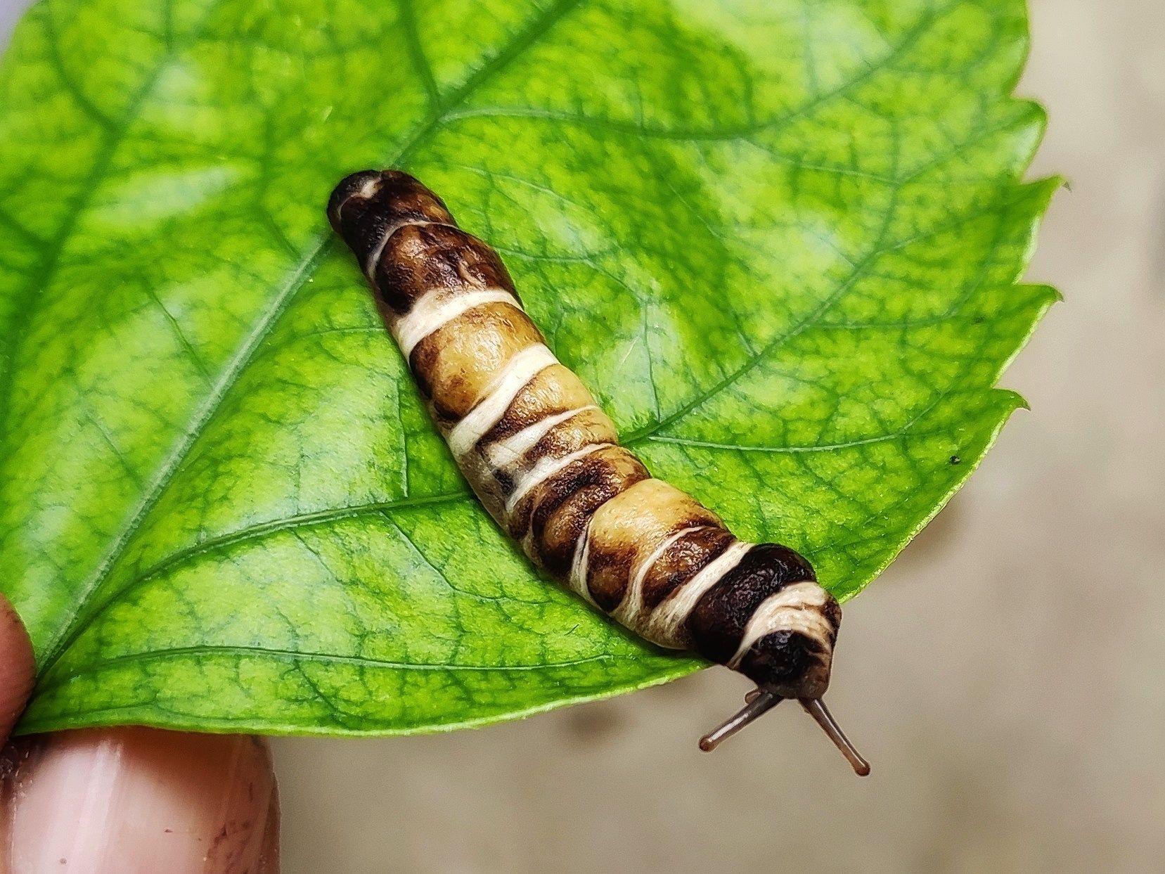 原产地濒临灭绝的物种,到了印度竟成了农业害虫 哈氏滑阳蛞蝓【睡前
