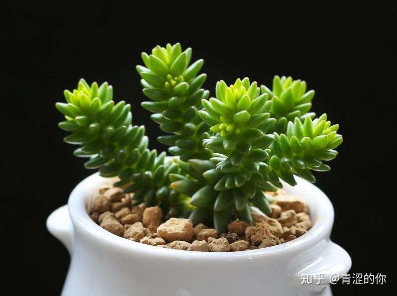 多肉介绍----景天科