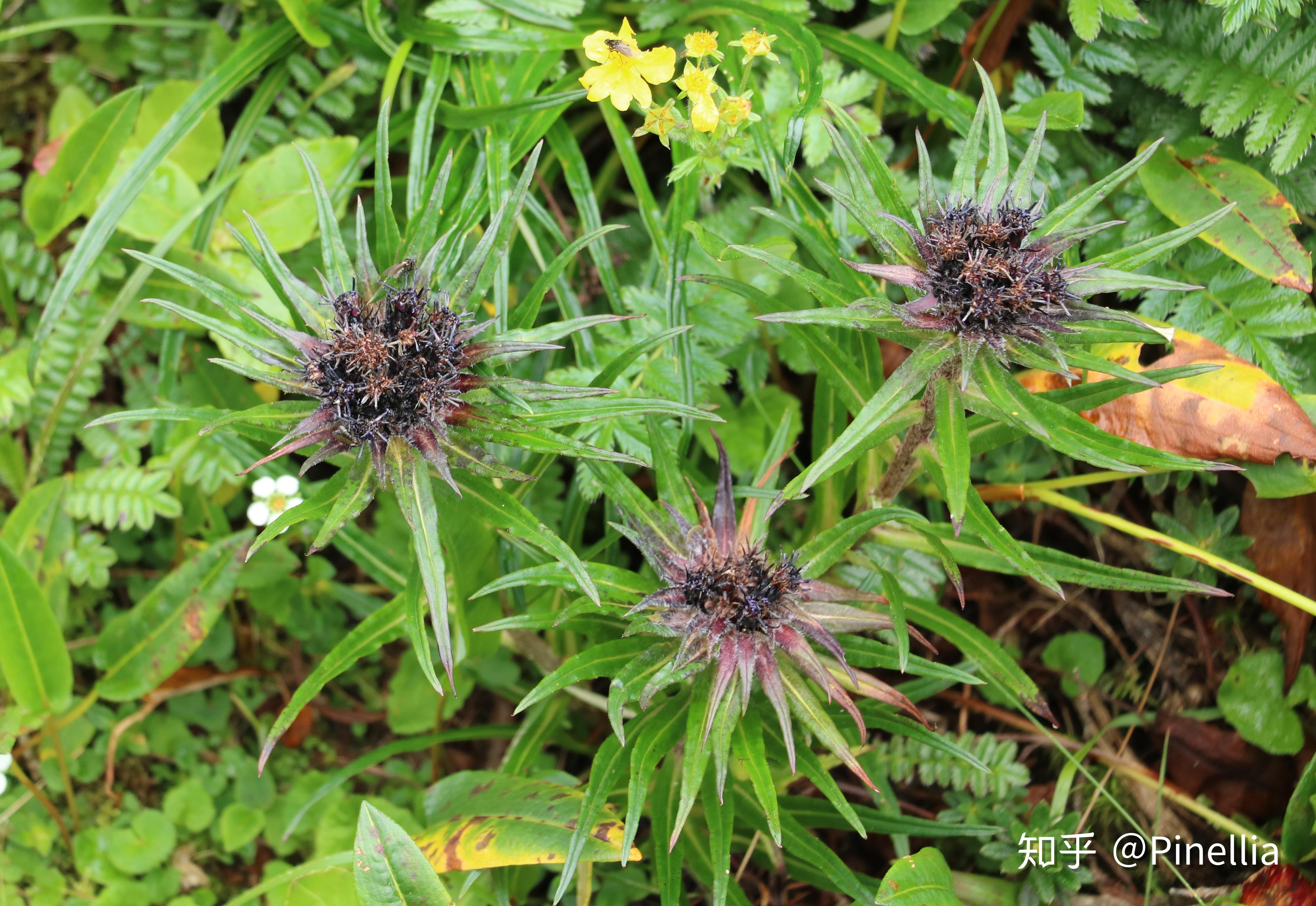 尼泊爾香青(anaphalis nepalensis),菊科香青屬3