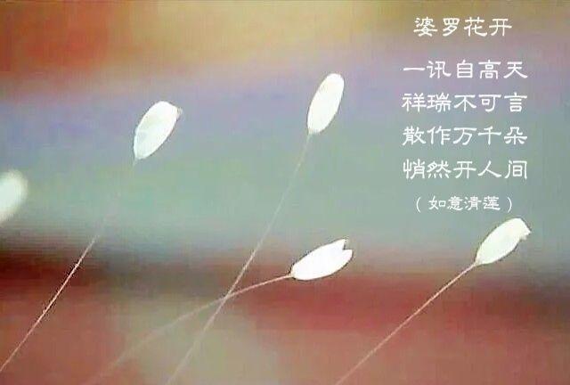 请在花开时醒来 - 知乎