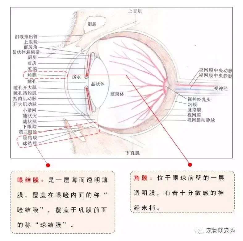 如果狗狗患上了犬瘟热,传染性肝炎,寄生虫等疾病也会引起结膜炎这种