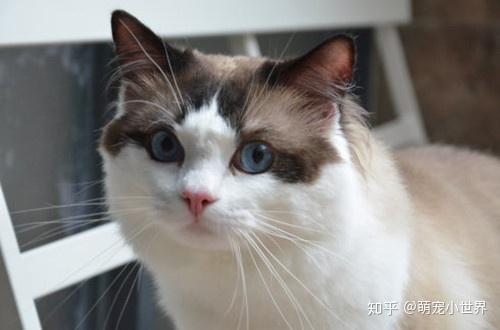 猫咪怎么看公猫母猫 v2-a35c1988422f741b674f4e2898919ab6_r.jpg