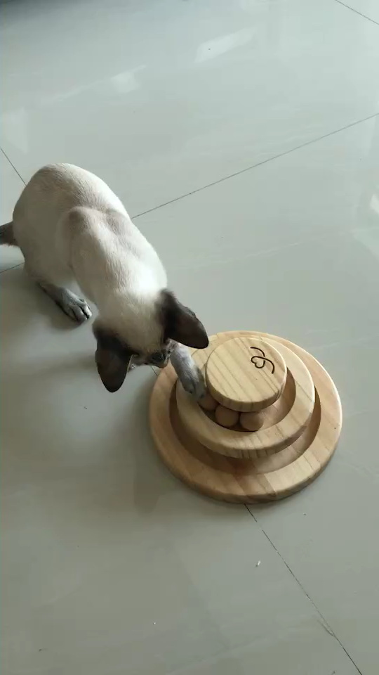 养东短(东方短毛猫)是什么体验? - 知乎