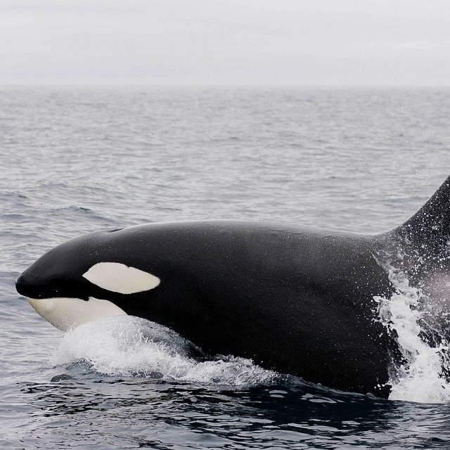 虎鲸为什么这么喜欢人类?