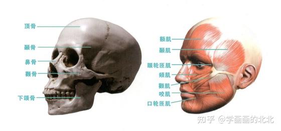 素描头像基础丨头骨与肌肉超全面解析（犯困预警） - 知乎