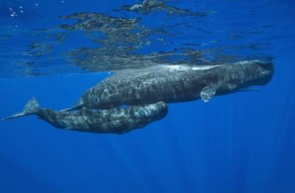 海底鲸鱼小报告——齿鲸篇（一） - 知乎