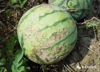 作物病害根肿病根结线虫病根瘤菌根部肿大根部结瘤你看晕了吗