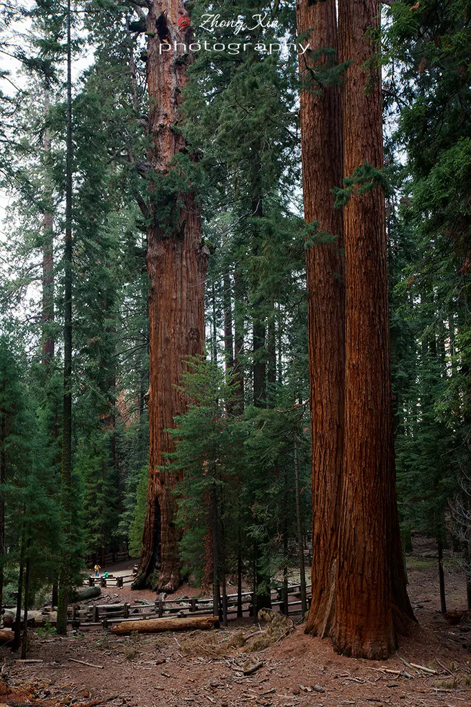 巨杉国家公园 sequoia national park,世界最大的巨杉"谢尔曼将军"藏