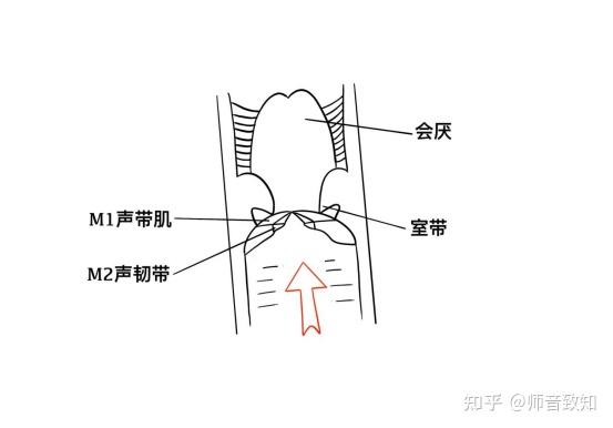 假声带在唱歌中需要注意吗?