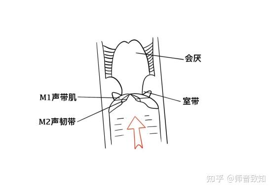 假声带在唱歌中需要注意吗? - 知乎