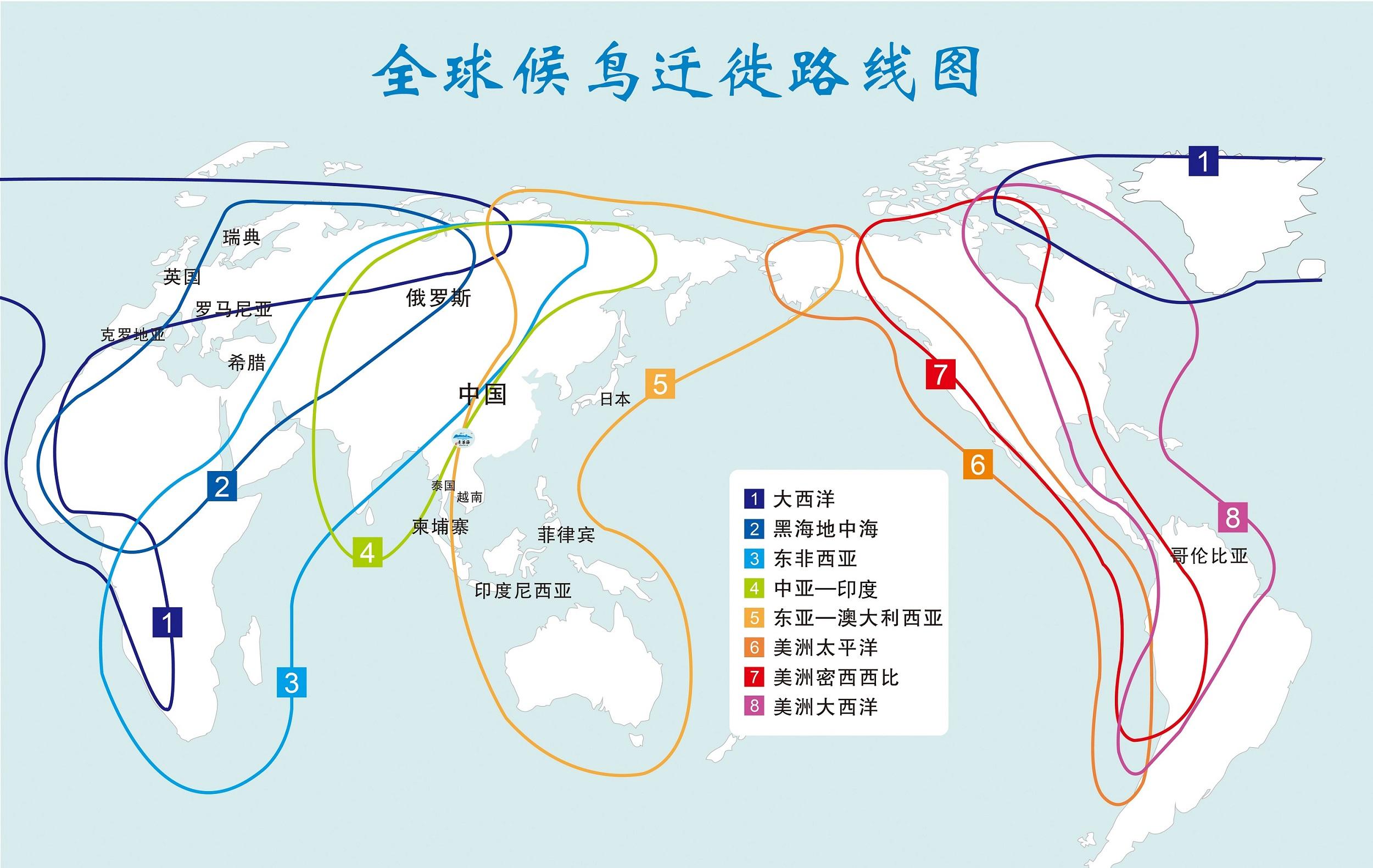 在青华海湿地没有恢复之前,大量的候鸟在迁徙过程中也经过保山,但