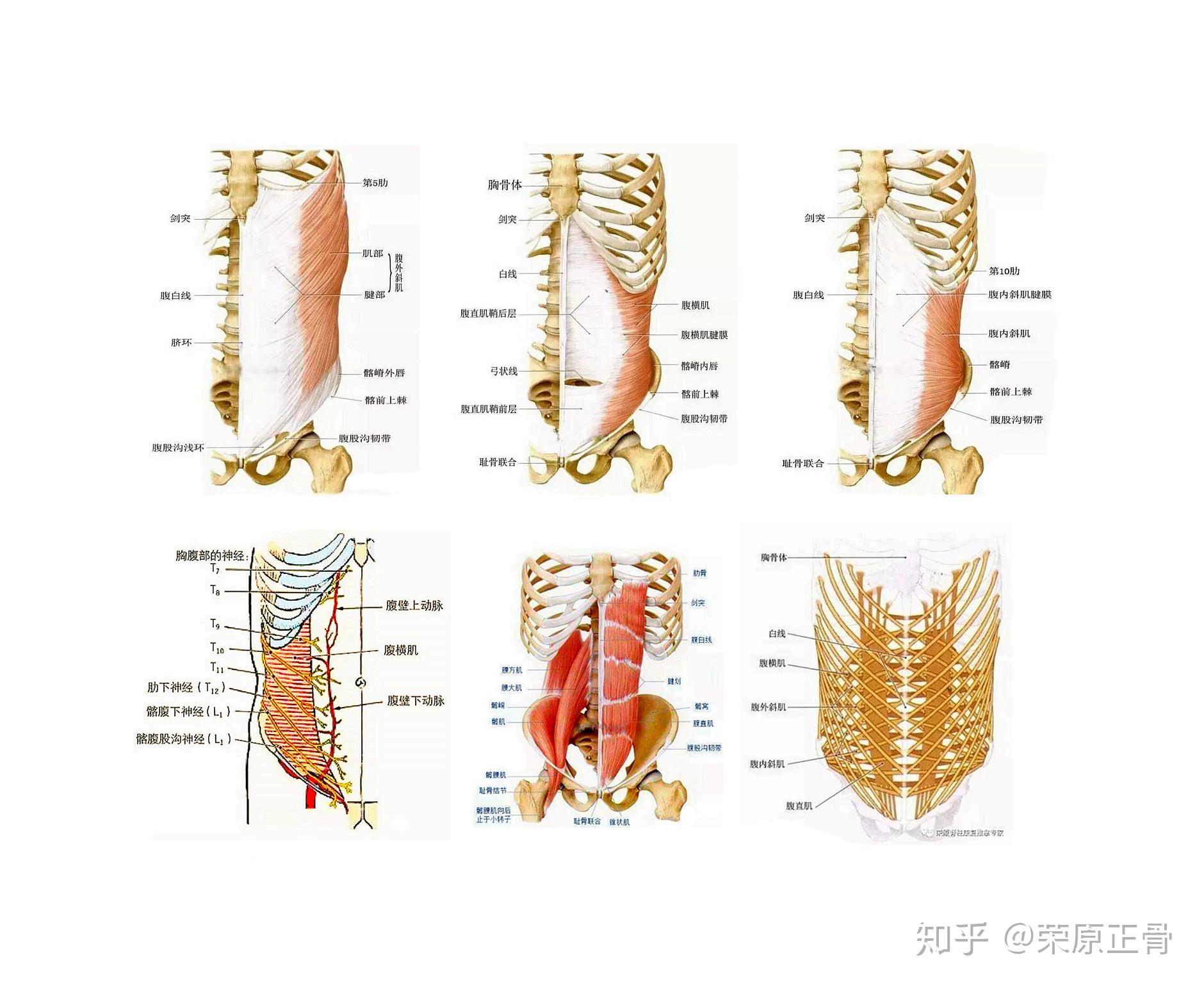 腹肌的解剖及功能作用