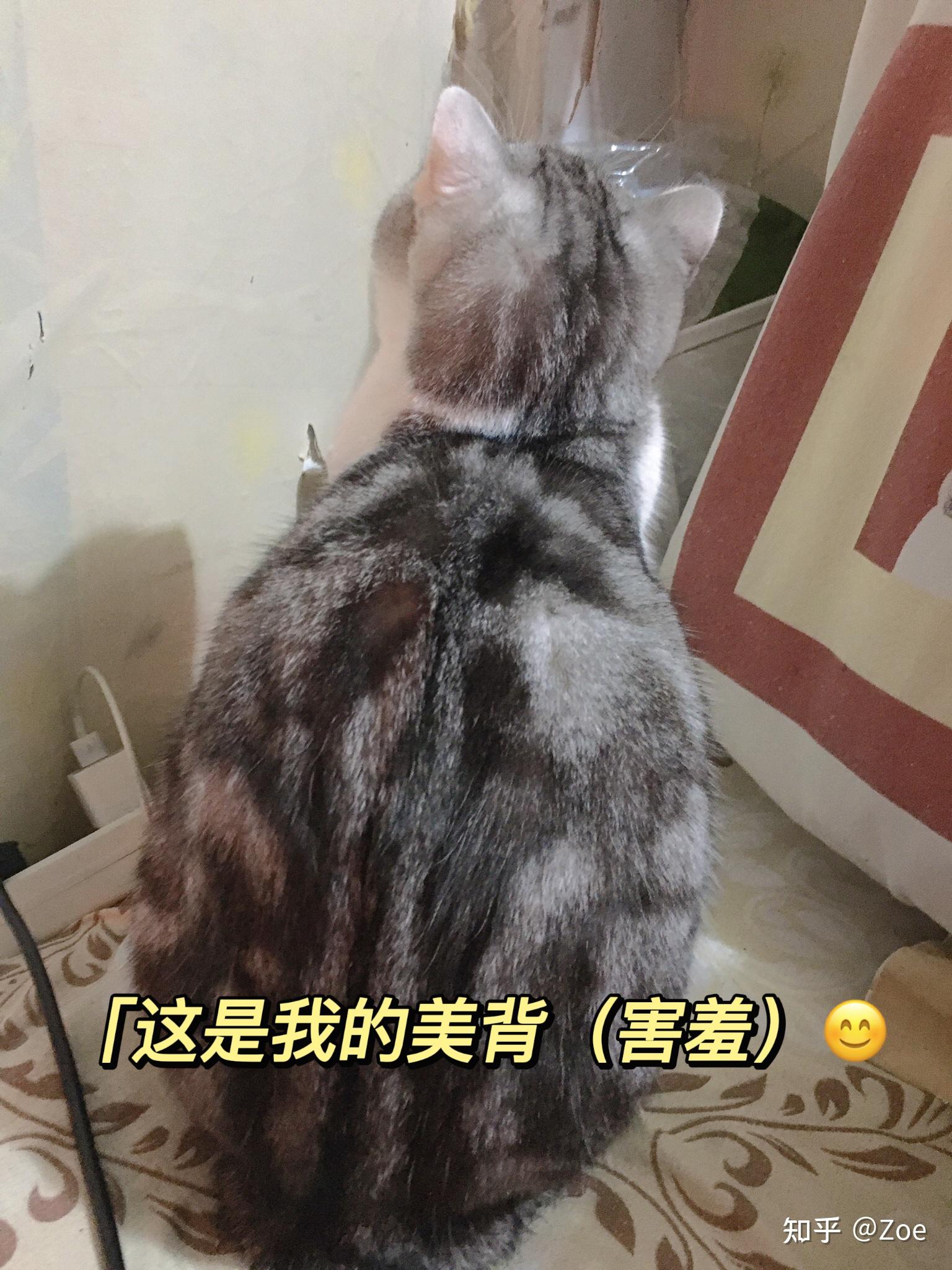 折耳猫意外怀孕没人领养怎么办 知乎