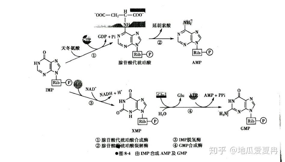 嘌呤核苷酸循环图片