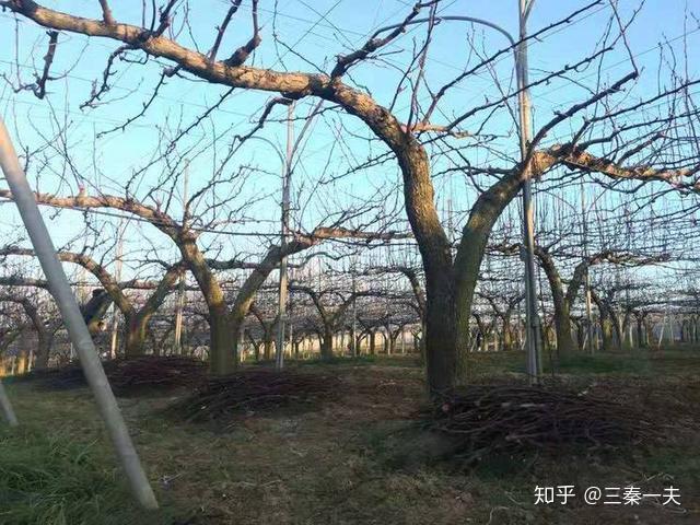 日本这种梨树栽培方式,国内也是一直在悄悄研究的