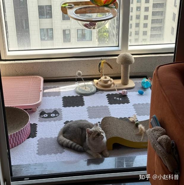 养宠三年,我被猫毛和过敏逼到想弃养,直到试了这台沁园A1200:有些“真香”背后,是硬核参数在撑腰!