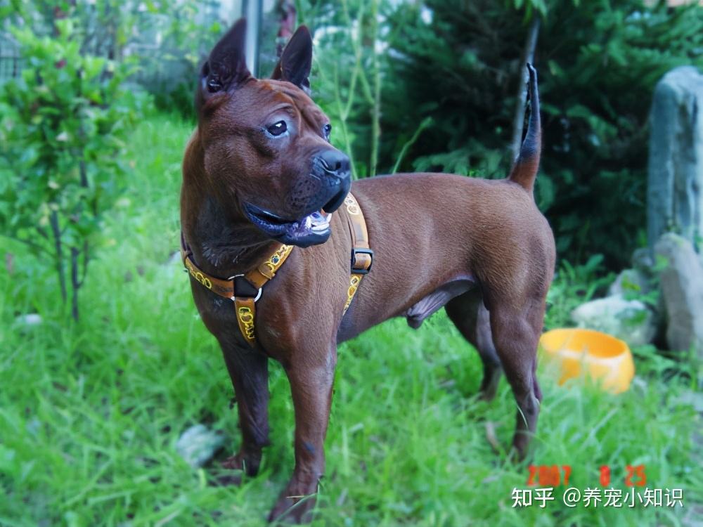 中国本土猛犬图片